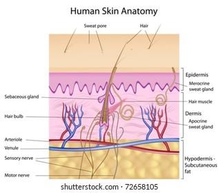 Skin Cross Section High Res Stock Images Shutterstock
