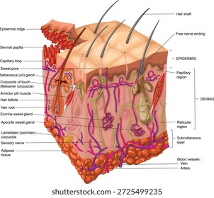 Seção transversal da pele humana: precisão na visualização dermatológica