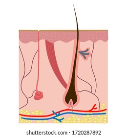 Human Skin Cross-Section vector illustration of the structure of the hair and hair follicle, sweat, and a sebaceous gland. Layered epidermis. Healthy skin anatomy