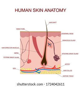 Human Skin Cross-Section vector illustration of the structure of the hair and hair follicle, sweat, and a sebaceous gland. Layered epidermis. Healthy skin anatomy. diagram for educational