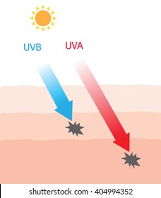 Human skin damaged by UVA and UVB ray infographic 