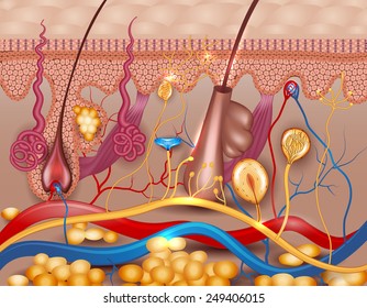 Human Skin Detailed Diagram. Beautiful Bright Colors.