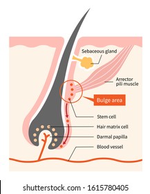 Human Skin And Hair Anatomy Illustration. Hair Bulge Stem Cells Generate Hair Grow. Medical, Beauty, And Educational Use
