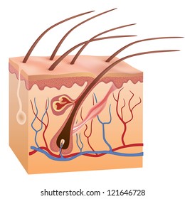 Human skin and hair structure.  Anatomical sign. Beauty care isolated illustration