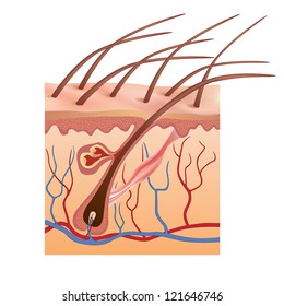 Human skin and hair structure.  Vector illustration.