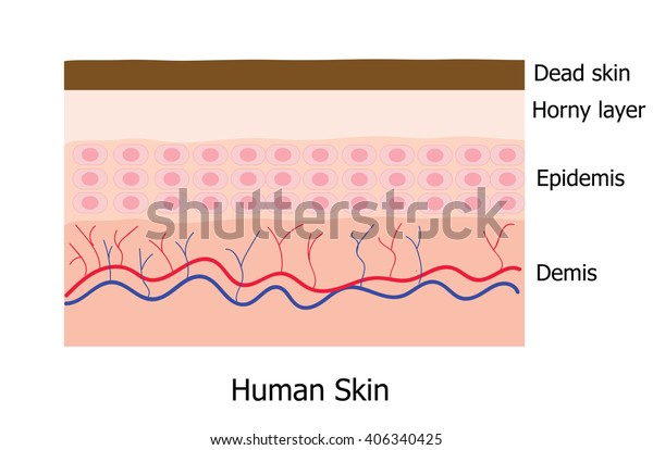 Human Skin Layer Consists Dead Skin Stock Vector (Royalty Free) 406340425