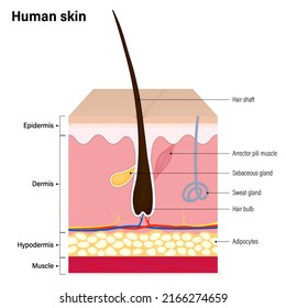 Human skin layer. Epidermis, Dermis, Hypodermis and muscle. Hair, Sebaceous gland and Sweat gland. Media for educational and medical use.