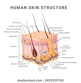 Human skin layer structure infographic medical scheme isometric vector illustration. Dermatology education diagram epidermis dermis hypodermis component cross section education data diagram