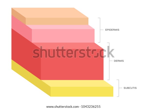 Human Skin Layer Vector Stock Vector Royalty Free 1043236255 Shutterstock