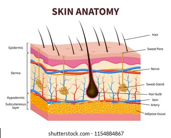 Human skin. Layered epidermis with hair follicle, sweat and sebaceous glands. Healthy skin anatomy medical vector illustration. Dermis and epidermis skin, hypodermis