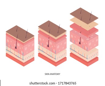 Human skin. Layered epidermis with hair follicle and sweat. Healthy skin anatomy medical vector illustration. Dermis and epidermis skin, hypodermis