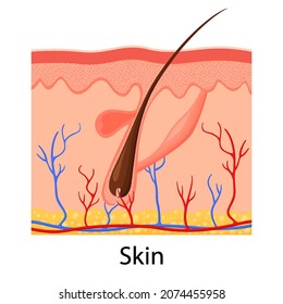 Human skin. Layered epidermis with hair follicle, sweat and sebaceous glands. Healthy skin anatomy medical vector illustration. Dermis and epidermis skin, hypodermis, flat design