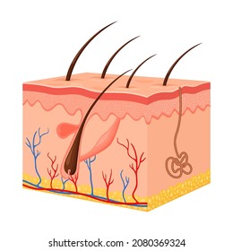 Human skin. Layered epidermis with hair follicle, sweat and sebaceous glands. Healthy skin anatomy medical vector 3d illustration. Dermis and epidermis skin, hypodermis, flat design
