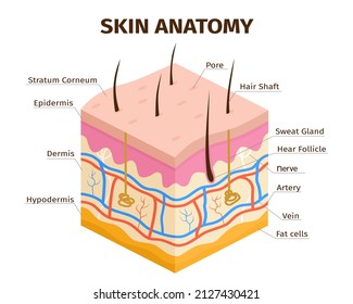 Human skin layers anatomy, dermis, epidermis and hypodermis tissue. Skin structure, veins, sweat pores and hair follicles vector infographic. Medical epidermis anatomy skin layer illustraton