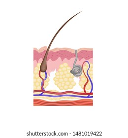 Human Skin Layers isolated on white background, vector illustration