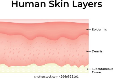 Human Skin Layers Science Design Vector Illustration Diagram