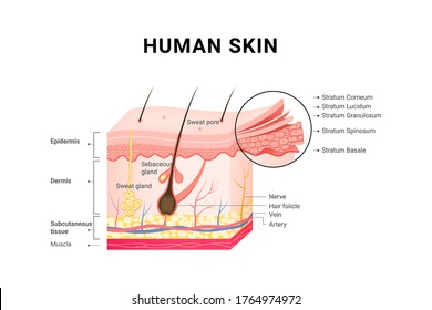 Human skin layers structure skincare medical concept