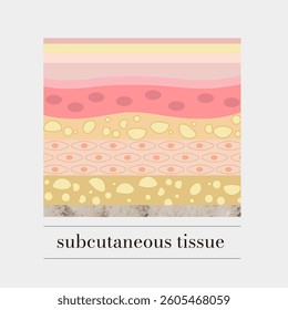 Human skin layers and subcutaneous tissue cross-section