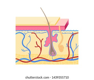 Human skin layers Vector illustration. Cross section of the Human skin with hair follicle, blood vessels and glands.