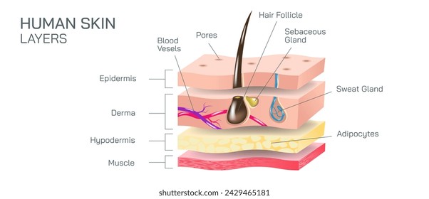 Human skin layers vector illustration. epidermis, dermis, the hypodermis are the main three anatomy of human skin. The layers protects from pathogens, UV light, chemicals and injuries.