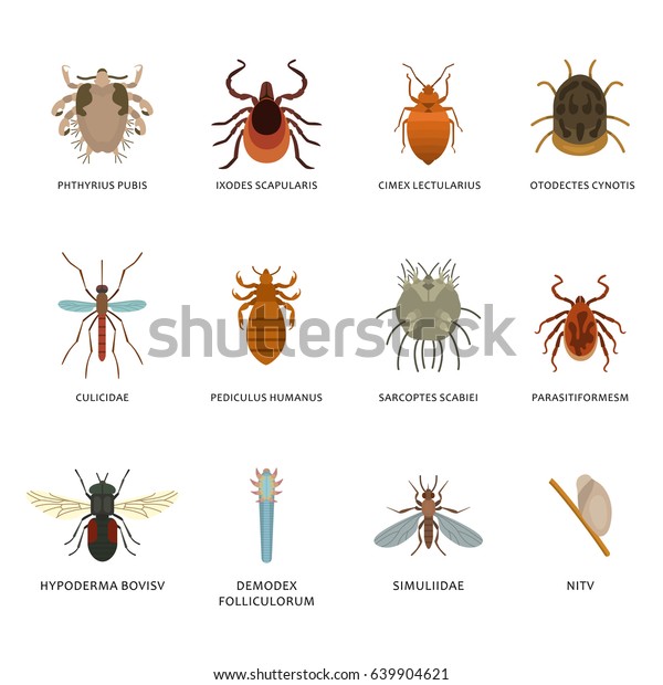 Skin Parasites >> Human Skin Parasites Housing Pests Insects Arkistovektori Skin Parasites >> Human Skin Parasites Housing Pests Insects Arkistovektori