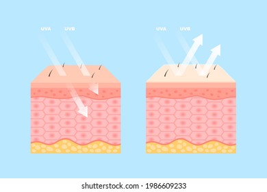 Human skin protection from uva and uvb rays scheme. Design for absorbing and reflected sunrays suitable for sunscreen lotion with ultraviolet shield property realistic vector illustration