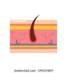 Human Skin Section Icon Isolated