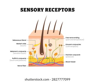 Human skin sensory receptors structure anatomy. Labeled Merkel's disk, meissner, ruffini's corpuscle, nerve fiber, free nerve ending. Human skin layers anatomy cross section. Vector illustration