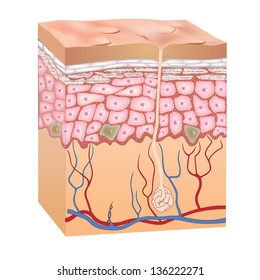 Human skin structure. 3d anatomy of the epidermis.  Vector illustration isolated on white background.