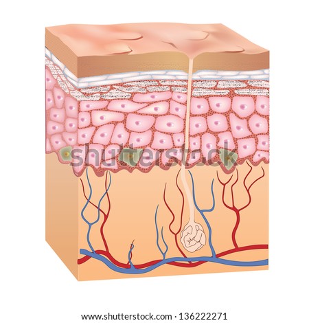 Human skin structure. 3d anatomy of the epidermis.  Vector illustration isolated on white background.
