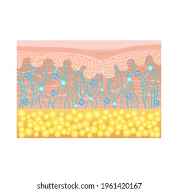 Human skin structure with collagen and elastane fibers, hyaluronic acids, fibroblasts. Schematic illustration. Layers of the human skin. Vector diagram