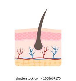 Human skin structure. Medical diagram three layers of the skin. Epidermis, dermis and subcutaneous layer. Medical vector illustration isolated on white background