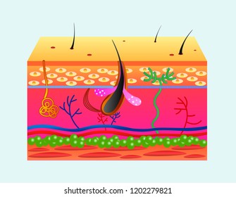 Human Skin Structure Vector Illustration Isolated Stock Vector (Royalty ...