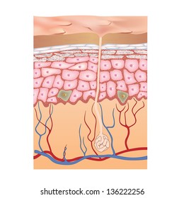 Human Skin Structure. Vector Illustration Of Epidermis Anatomy.