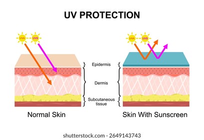 Human skin uv rays protection, before and after sunscreen. Sun uva, uvb epidermis damage prevention lotion. Skin sunburn vector infographic. Illustration of sunburn and sunblock ultraviolet