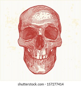 human skull