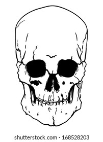 Human Skull
