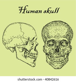 Human skull