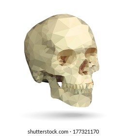 Human skull 3/4 view made with triangles. Vector polygonal illustration