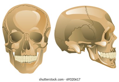 Human skull (a face