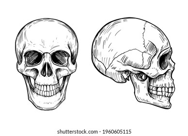 Human skull. Anatomical illustration. Vector outline