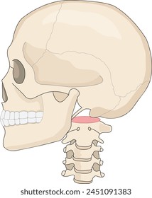 Ilustración vectorial anatómica del cráneo humano