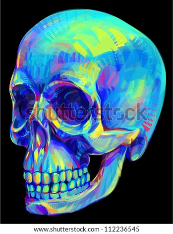 Human skull anatomy