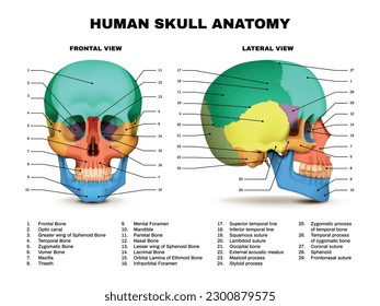 Human skull anatomy color front and lateral views realistic infographic on white background vector illustration