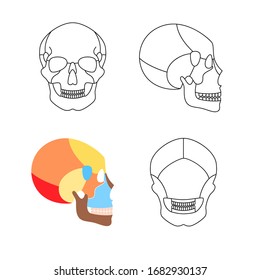 人間の頭蓋骨の解剖学 平らなベクター画像の医療イラスト 主要部分を持つ顔の骨格の構造 部品ボーンを含む頭蓋図 正面 背面 側面図教育 科学ポスター のベクター画像素材 ロイヤリティフリー