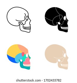 Human skull anatomy. Flat vector medical illustration isolated. Structure of facial skeleton with main parts. Cranium diagram with part bones. Anterior and lateral view. Educational, science poster 
