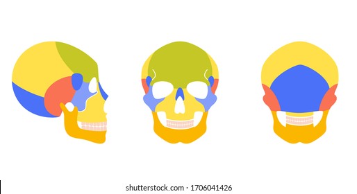 Human skull anatomy. Flat vector medical illustration isolated. Structure of facial skeleton with main parts. Cranium diagram with part bones. Front, back and side view. Educational, science poster 
