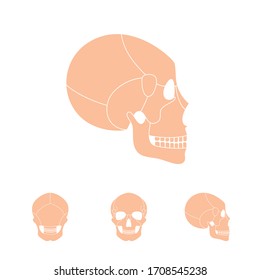 Human skull anatomy. Flat vector medical illustration isolated. Structure of facial skeleton with main parts. Cranium diagram with part bones. Front, back and side view. Educational, science poster