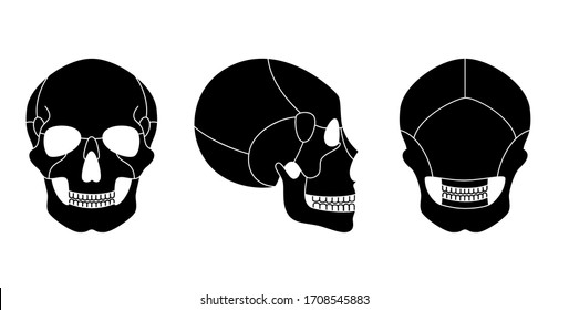 Human skull anatomy. Flat vector medical illustration isolated. Structure of facial skeleton with main parts. Cranium diagram with part bones. Front, back and side view. Educational, science poster 
