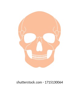 Human skull anatomy. Flat vector medical illustration isolated. Structure of facial skeleton. Cranium diagram. Educational, science poster. Front anterior view 
